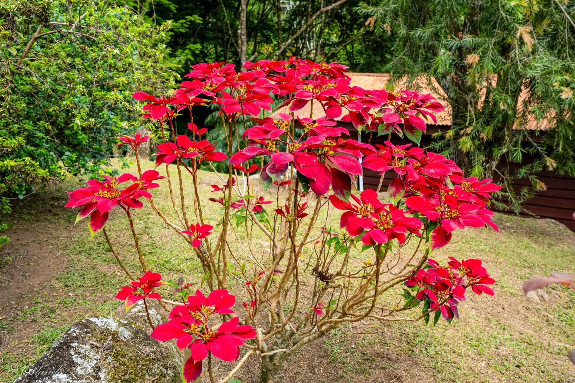 Hospedaje La Naciente Turrialba Extérieur photo